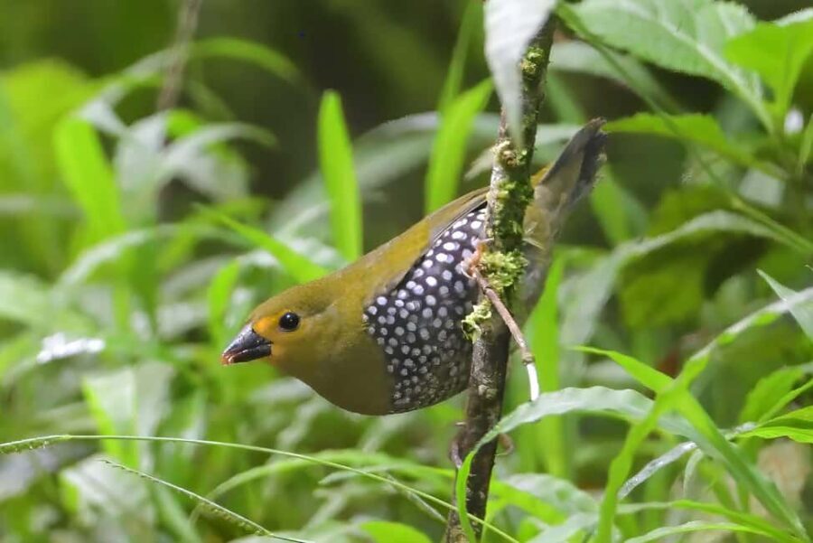 Durban: Dlinza Forest Birdwatching Tour - Exploring the Dlinza Forest: What to Expect