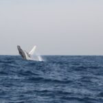 Durban: Durban: Whale and Dolphin Watching Boat Tour - The Itinerary Breakdown: What to Expect on This Marine Adventure