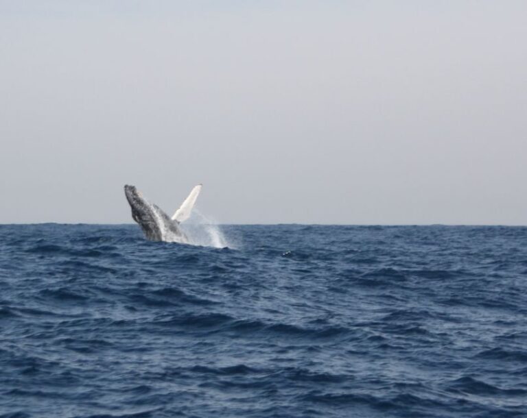 Durban: Durban: Whale and Dolphin Watching Boat Tour - The Itinerary Breakdown: What to Expect on This Marine Adventure