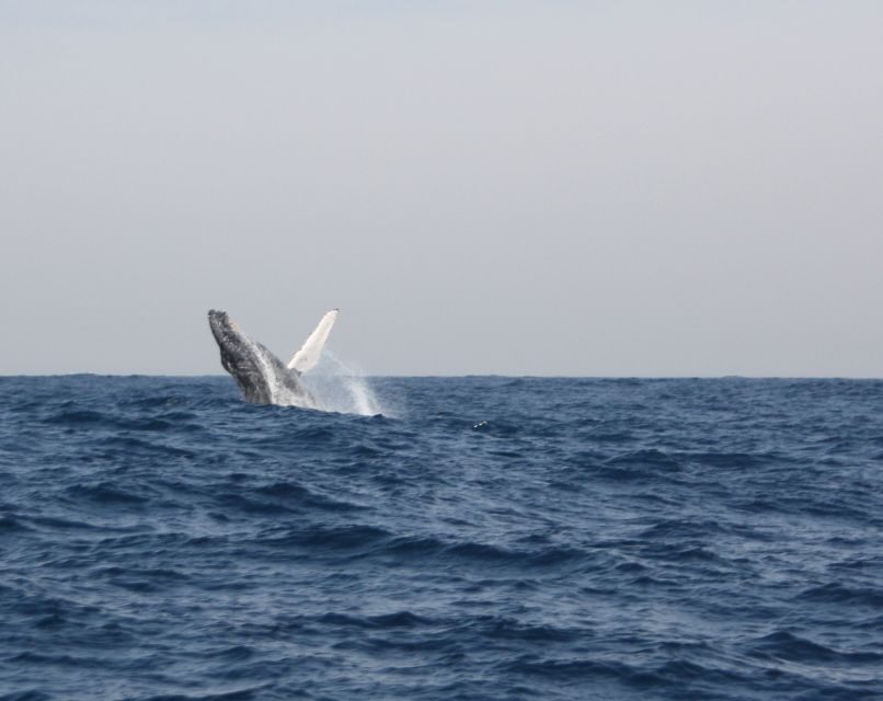 Durban: Durban: Whale and Dolphin Watching Boat Tour - The Itinerary Breakdown: What to Expect on This Marine Adventure