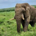 Durban: Full Day Hluhluwe-iMfolozi Game Reserve with lunch - What to Expect from This Full-Day Safari