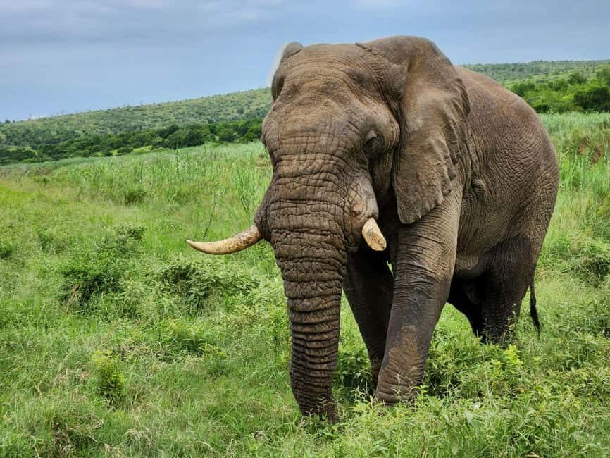 Durban: Full Day Hluhluwe-iMfolozi Game Reserve with lunch - What to Expect from This Full-Day Safari