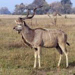 Durban: Half Day Tala Game Reserve and Phezulu Safari Tour - Transportation, Timing, and Practicalities
