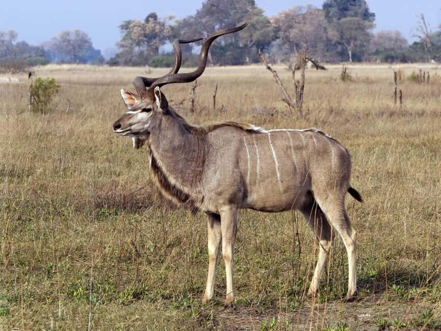 Durban: Half Day Tala Game Reserve and Phezulu Safari Tour - Transportation, Timing, and Practicalities