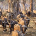 Durban: Hluhluwe Big 5 Safari with Pro Zeiss Binoculars - The Experience: What You’ll Love