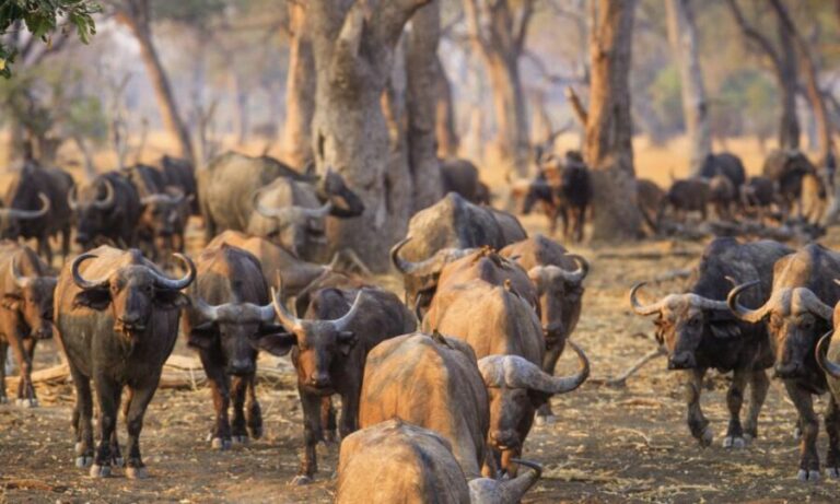 Durban: Hluhluwe Big 5 Safari with Pro Zeiss Binoculars - The Experience: What You’ll Love