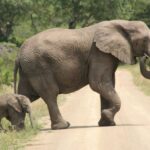 Durban: Hluhluwe Imfolozi Safari & iSimangaliso Tour - Who This Tour Is Best For