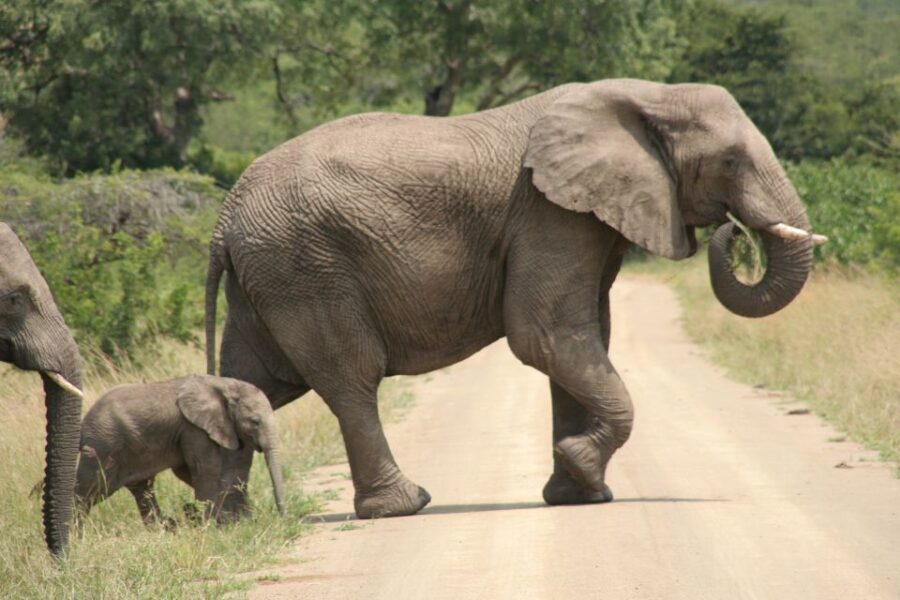 Durban: Hluhluwe Imfolozi Safari & iSimangaliso Tour - Who This Tour Is Best For