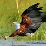 Durban: St Lucia Birdwatching Tour - An In-Depth Look at the Experience