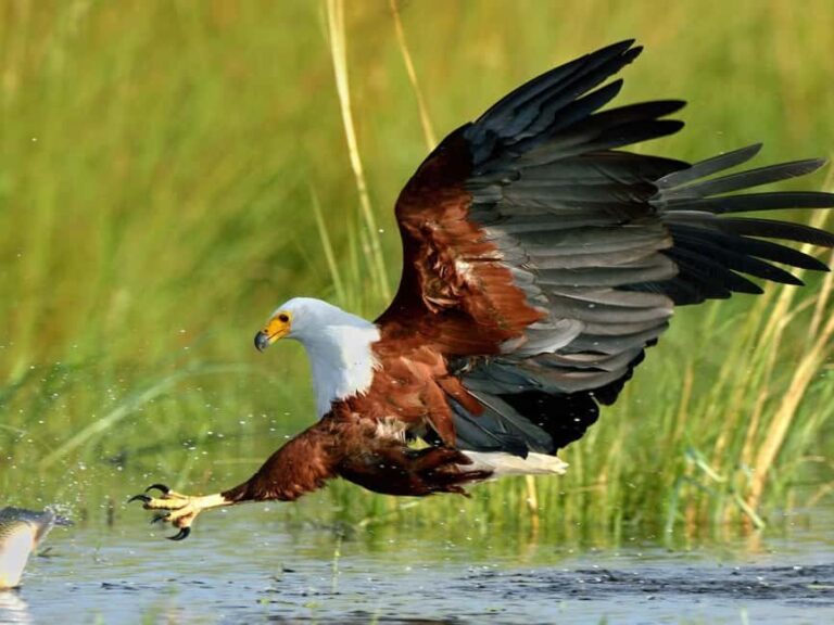 Durban: St Lucia Birdwatching Tour - An In-Depth Look at the Experience