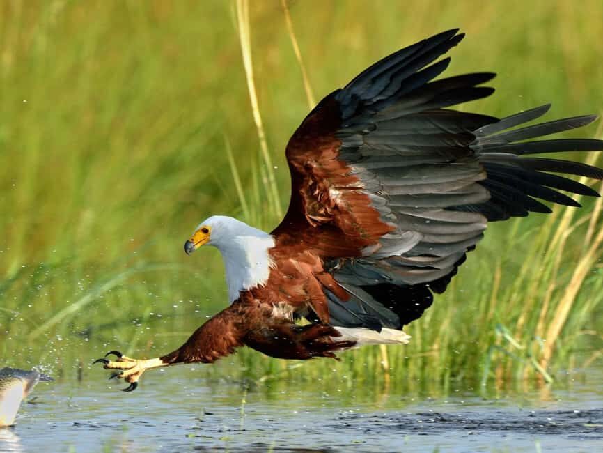 Durban: St Lucia Birdwatching Tour - An In-Depth Look at the Experience