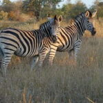 Durban: Tala Game Reserve, Phezulu Park, & Market Tour - Exploring Tala Game Reserve