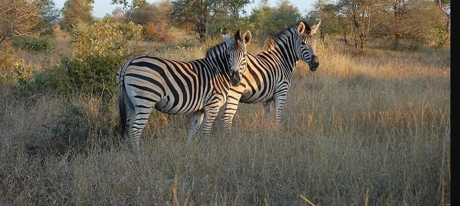 Durban: Tala Game Reserve, Phezulu Park, & Market Tour - Exploring Tala Game Reserve