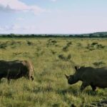 Early Morning Nairobi National Park Game Drive - What to Expect During Your Safari
