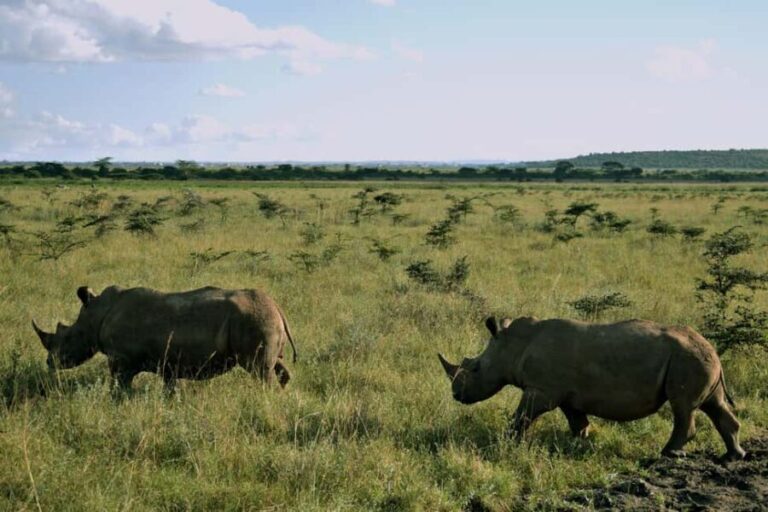 Early Morning Nairobi National Park Game Drive - What to Expect During Your Safari