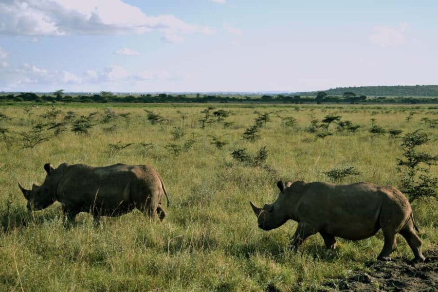 Early Morning Nairobi National Park Game Drive - What to Expect During Your Safari