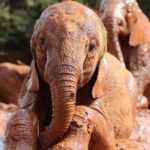 Early Morning Nairobi Park Elephant& Giraffe Sanctuary - Why This Tour Offers Great Value