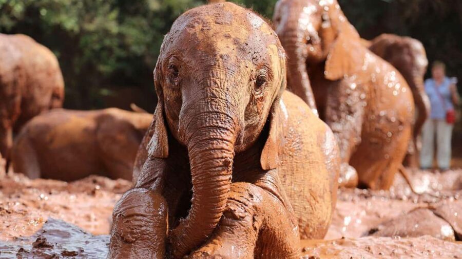 Early Morning Nairobi Park Elephant& Giraffe Sanctuary - Why This Tour Offers Great Value