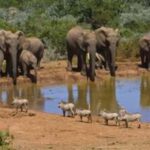 East London: Addo and Schotia Safari 2-Day Tour - Final Thoughts: Who Is This Tour Best For?