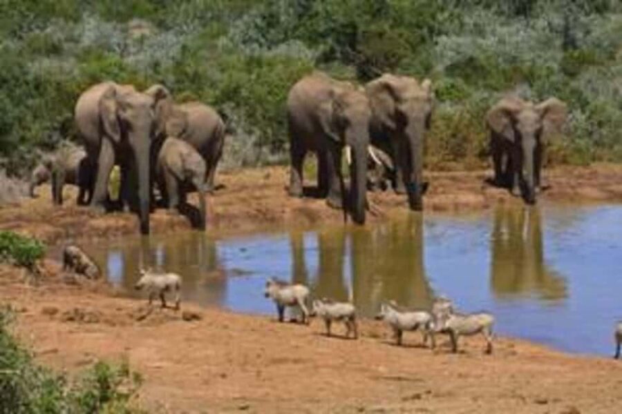 East London: Addo and Schotia Safari 2-Day Tour - Final Thoughts: Who Is This Tour Best For?