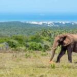 East London: Addo Elephant Park 2-Day Photo Safari - Day 1: First Impressions and Wildlife Encounters