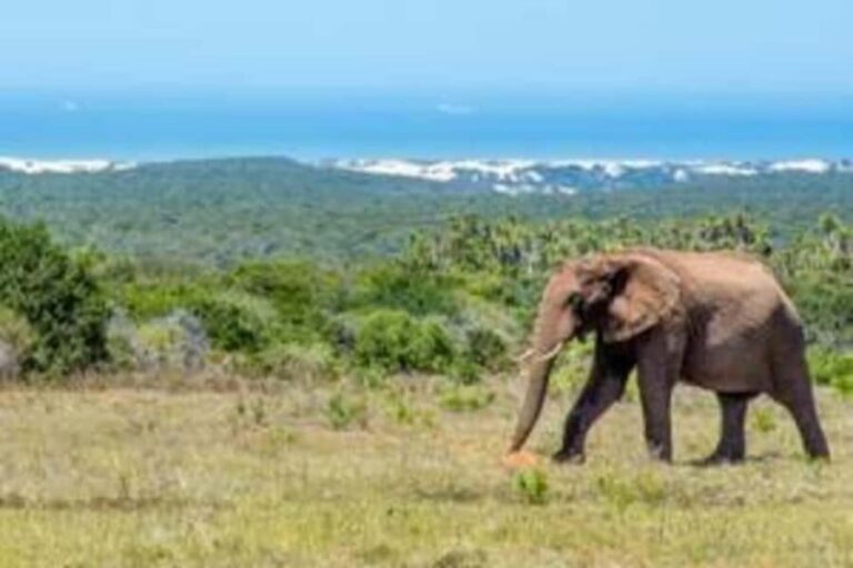 East London: Addo Elephant Park 2-Day Photo Safari - Day 1: First Impressions and Wildlife Encounters