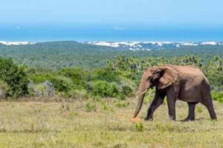 East London: Addo Elephant Park 2-Day Photo Safari - Day 1: First Impressions and Wildlife Encounters