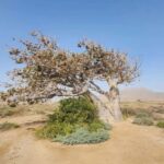 East tour - lighthouse, turtle nature reserve, baobab tree ... - Practicalities & Value Assessment