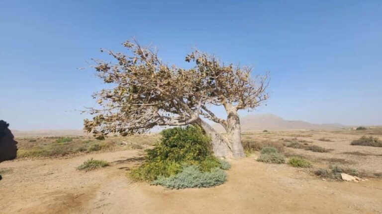 East tour - lighthouse, turtle nature reserve, baobab tree ... - Practicalities & Value Assessment