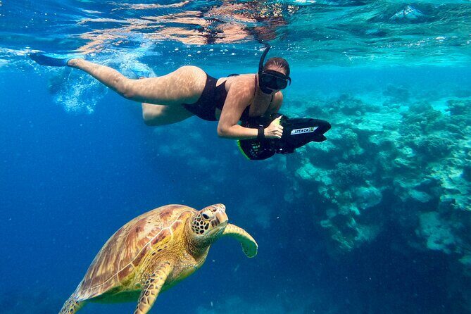 Eco Friendly Sea Scooter Turtle Tour in Rarotonga - Respectful & Eco-Conscious Approach