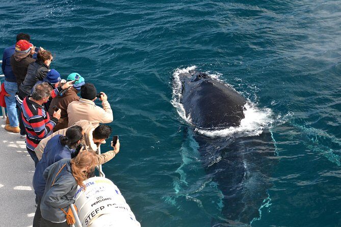 Educational Whale Watching Tour from Perth - What to Expect on the Tour