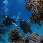 El Gouna Lagoon, Diving with Dolphin, Snorkeling & Lunch - Who Will Love This Experience?