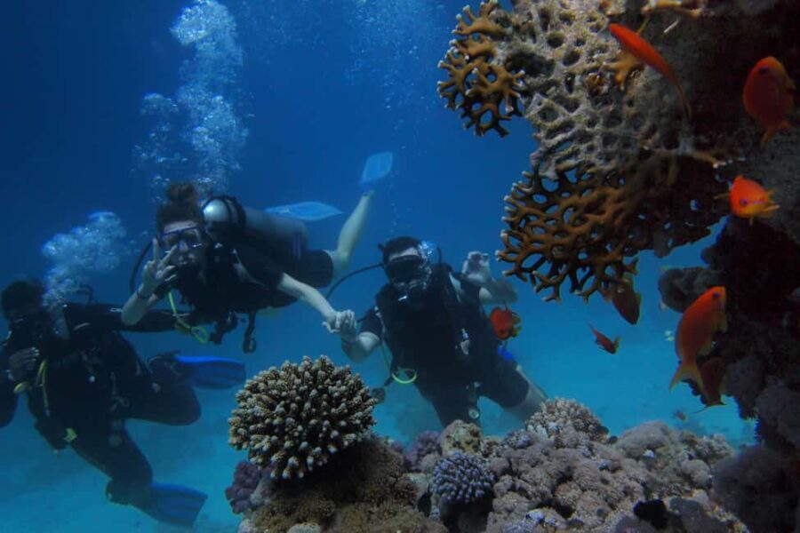El Gouna Lagoon, Diving with Dolphin, Snorkeling & Lunch - Who Will Love This Experience?