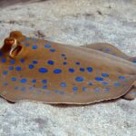 El Quseir: Red Sea Diving - Reefs, Caves & Marine Wildlife - Who Should Consider This Tour?