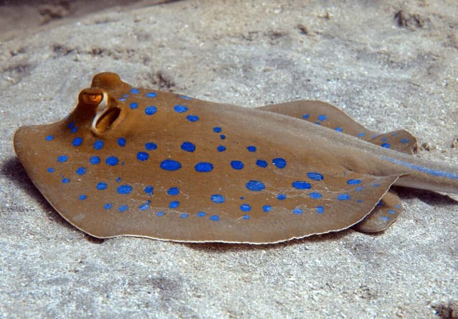 El Quseir: Red Sea Diving - Reefs, Caves & Marine Wildlife - Who Should Consider This Tour?
