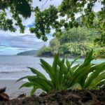 Electric Bike Rental Moorea - Is This Tour Worth It?