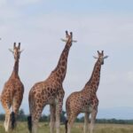 Elephant Orphanage and Giraffe Center Tour - Practical Details and Tips