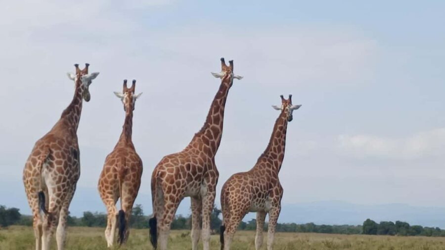 Elephant Orphanage and Giraffe Center Tour - Practical Details and Tips