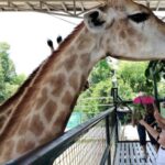 Elephant Orphanage and Giraffe Centre with options - Who Will Love This Tour?