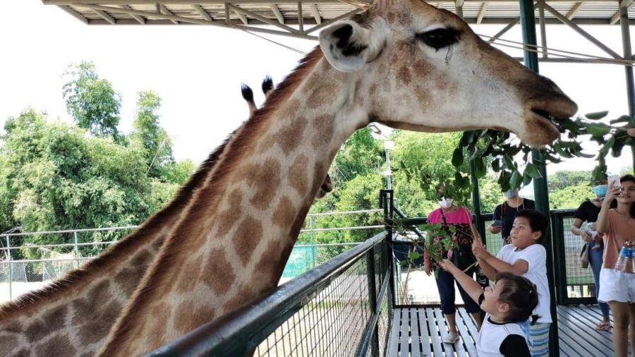 Elephant Orphanage and Giraffe Centre with options - Who Will Love This Tour?