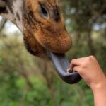 Elephant Orphanage & Giraffe Center Day Tour - Who is this tour best suited for?