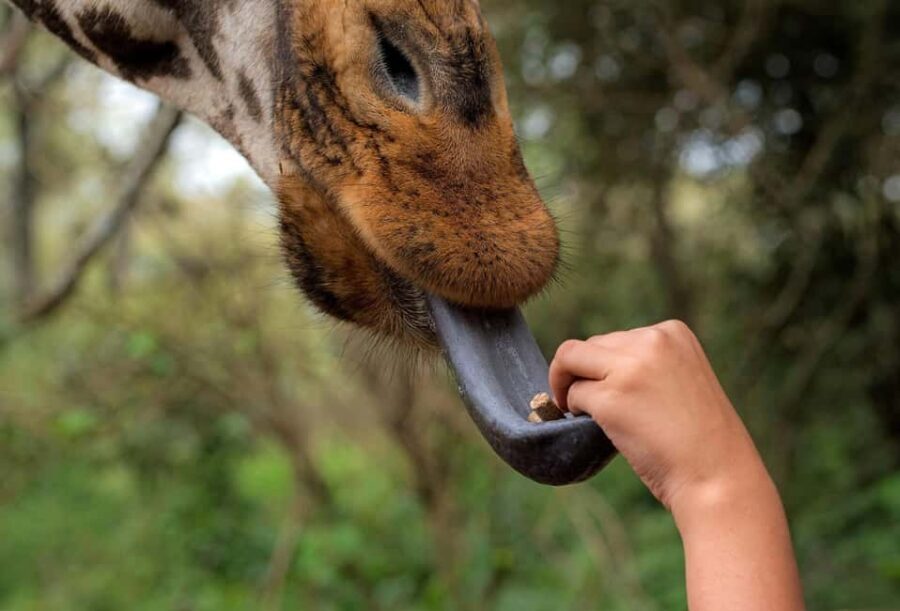 Elephant Orphanage & Giraffe Center Day Tour - Who is this tour best suited for?
