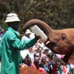 Elephant Orphanage, Giraffe Centre & Kobe Beads Day Tour - Key Points