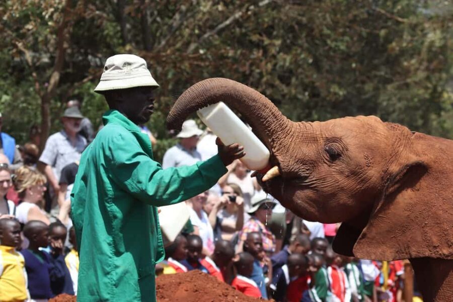 Elephant Orphanage, Giraffe Centre & Kobe Beads Day Tour - Key Points
