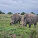 Elephant Orphanage, Giraffee Center, Karen Blixxen Meseum - What We Loved About This Tour