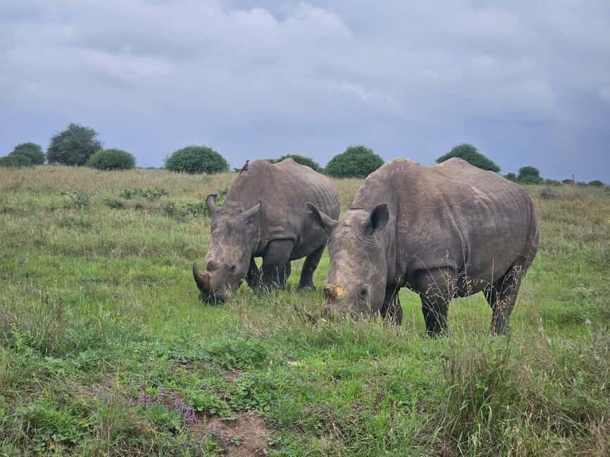 Elephant Orphanage, Giraffee Center, Karen Blixxen Meseum - What We Loved About This Tour