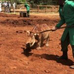 Elephant Orphanage & Nairobi National Park Afternoon Game. - Authentic Visitor Insights