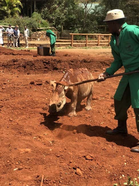 Elephant Orphanage & Nairobi National Park Afternoon Game. - Authentic Visitor Insights