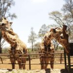 Elephant Sanctuary and Giraffe center - Why This Tour Works