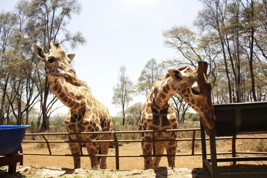 Elephant Sanctuary and Giraffe center - Why This Tour Works